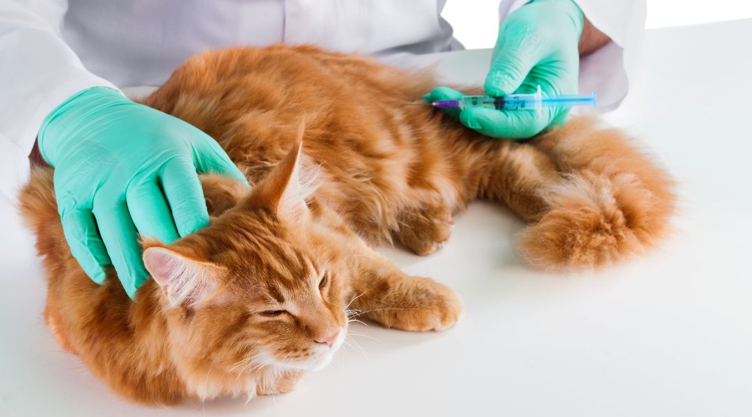 Feline Vaccination Feline Vaccination
